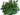 SALVIA FARINACEA MACETA 2 LITROS