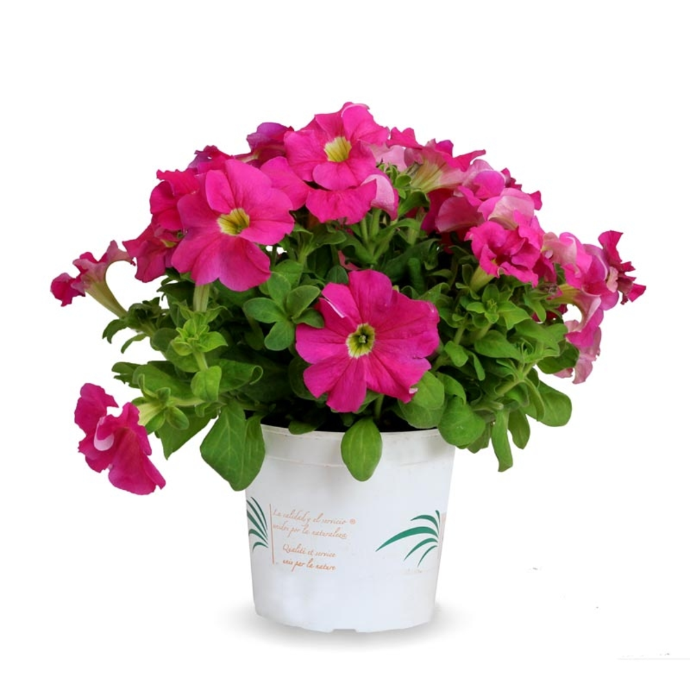BEGONIA ELATIOR  MACETA 13CM