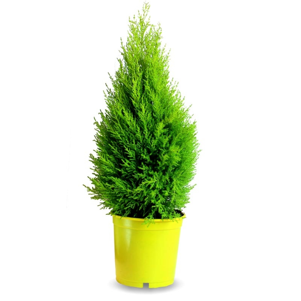 thuya occidental danica