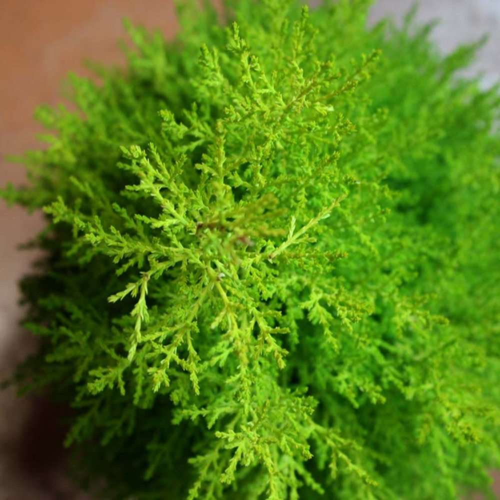 thuya occidental danica