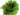 thuya occidental danica