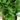 thuya occidental danica
