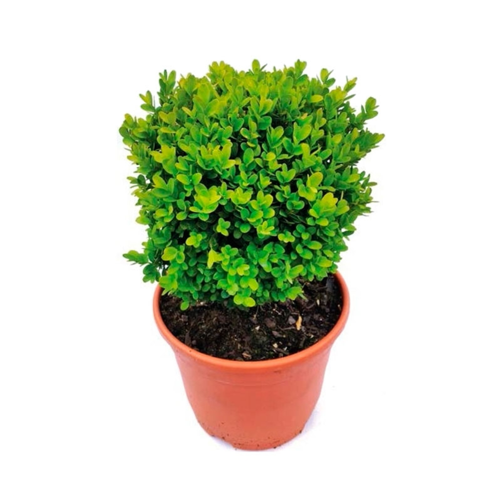 Planta boj sufructicosa en maceta