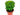 Planta boj sufructicosa en maceta