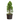 PICEA GLAUCA CONICA MACETA 3 LITROS Maceta 3 Litros - 17 cm -