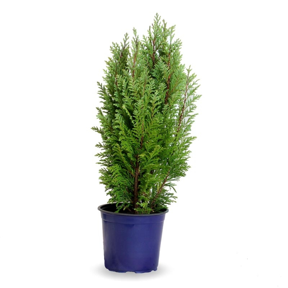 CHAMAECYPARIS VARIEDADES 3 LITROS