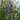 LAVANDA Maceta 11cm