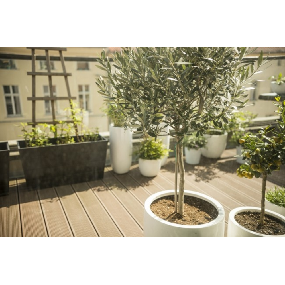 ÃRBOL OLIVO DIFERENTES TAMAÃ‘OS