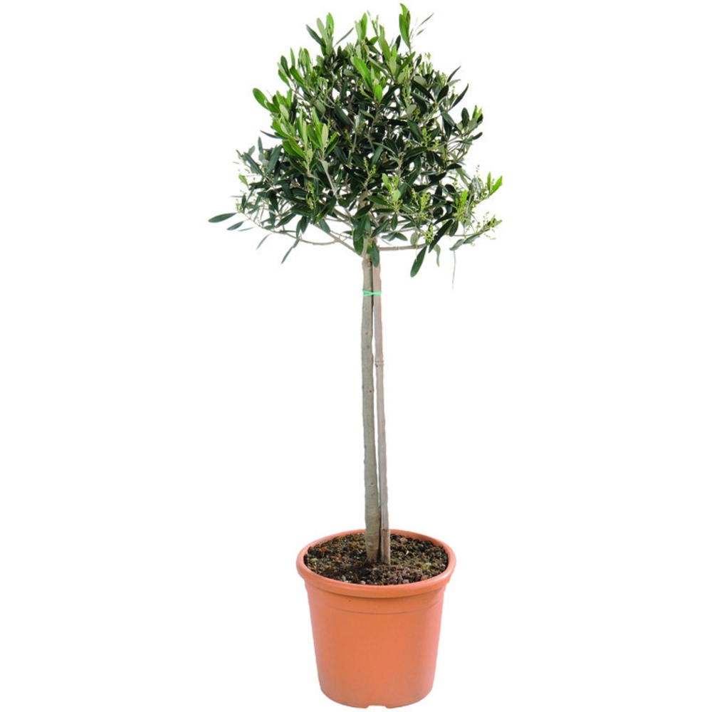 ÃRBOL OLIVO DIFERENTES TAMAÃ‘OS