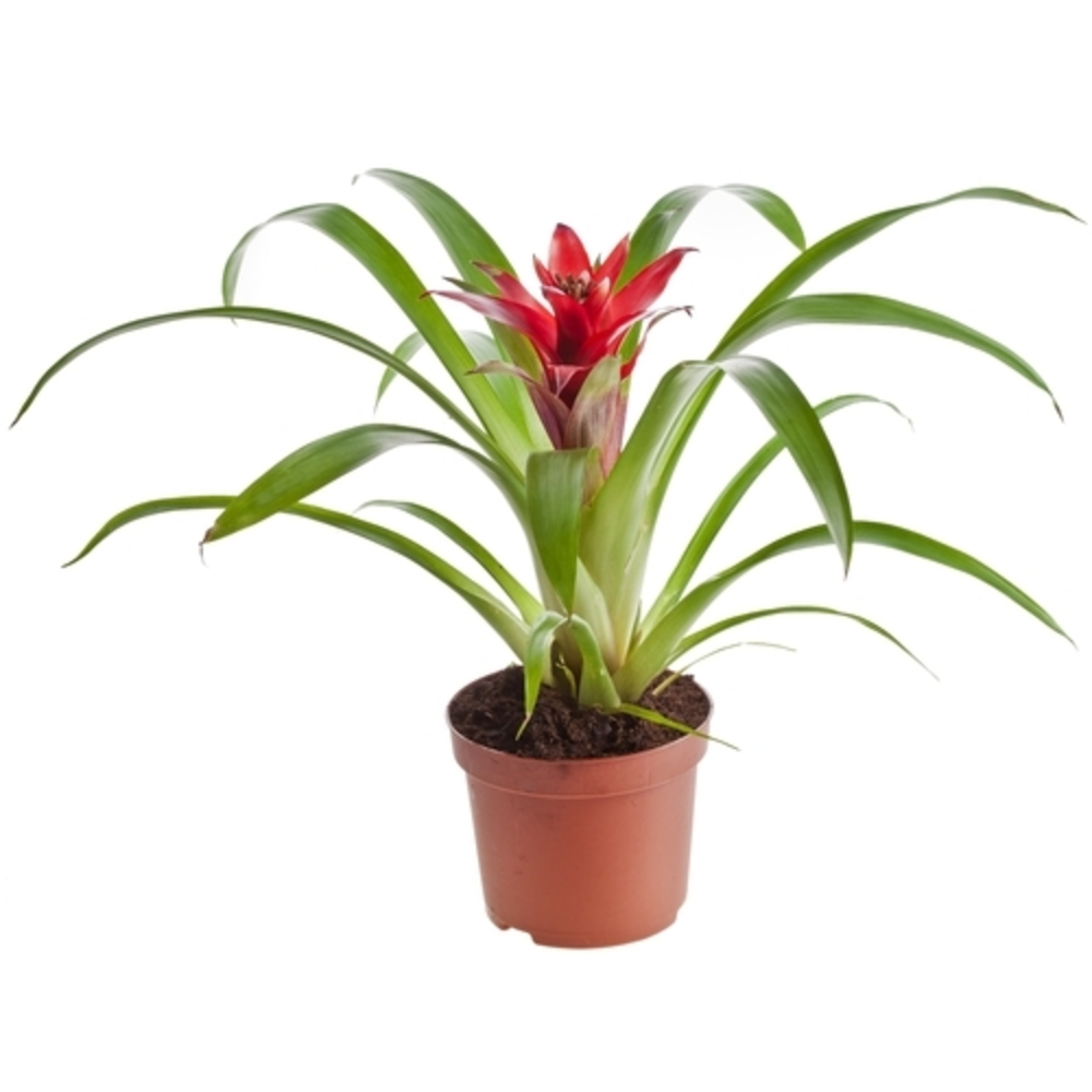 Bromelia en maceta