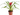 Bromelia en maceta