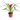 Bromelia en maceta