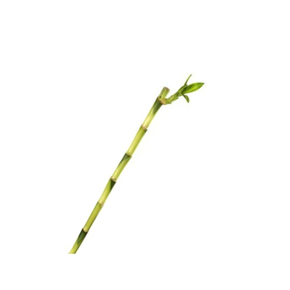 Lucky Bambu recto