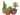 euphorbia cactus maceta 18cm