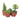 euphorbia cactus maceta 18cm