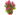 CELOSIA CARACAS MACETA DIAMETRO 12CM
