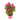 CELOSIA CARACAS MACETA DIAMETRO 12CM