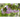 Variedades de Arbusto Prunus
