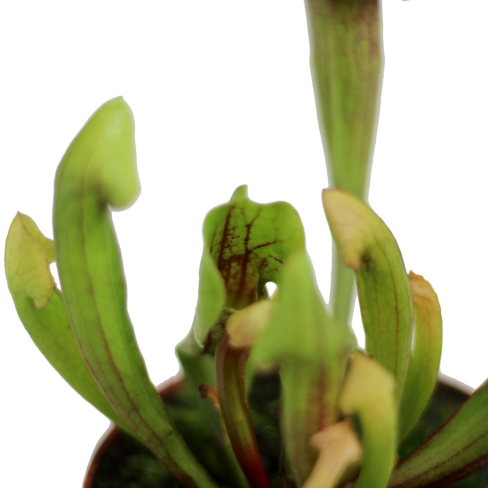 CARNIVORA MIX 12 CM