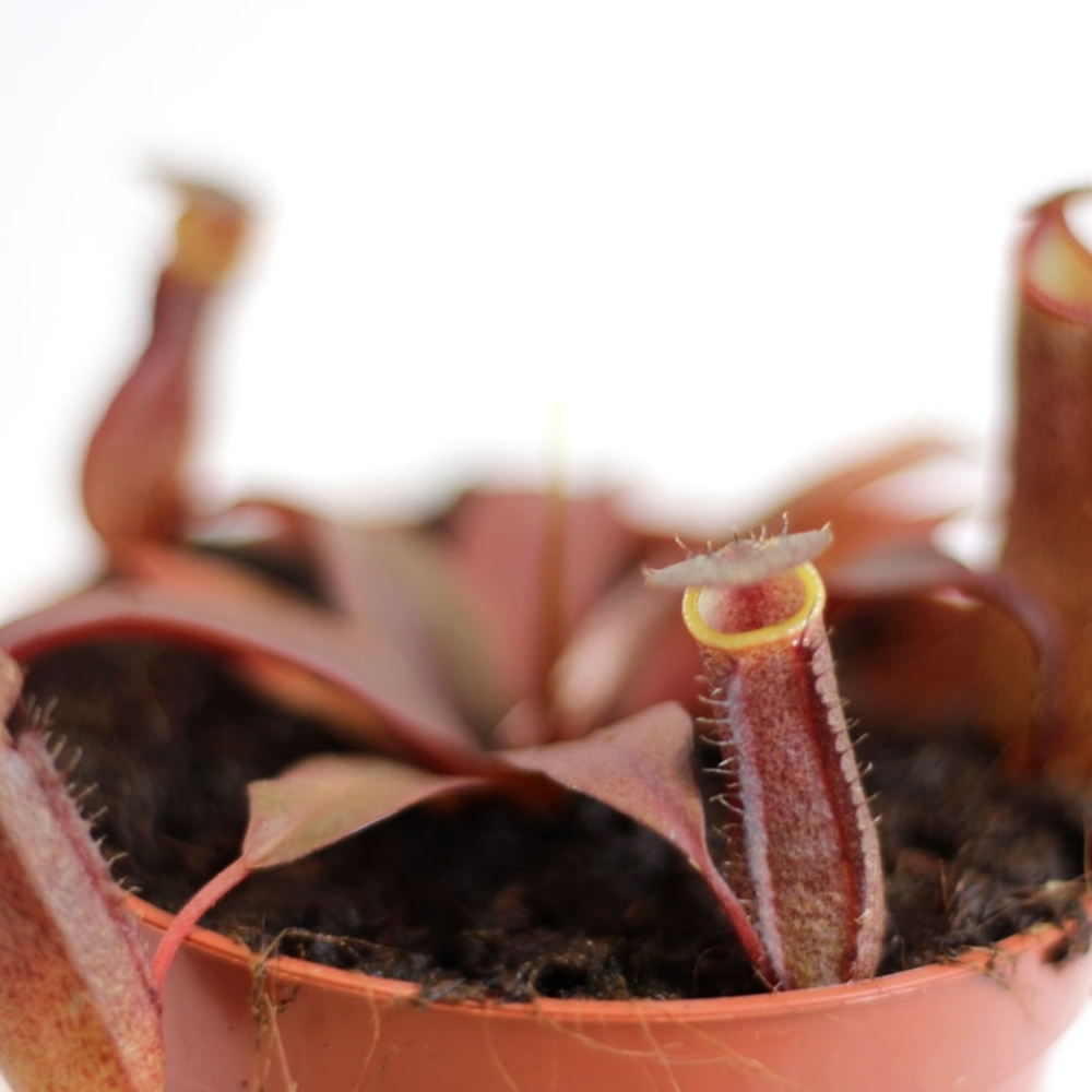 CARNIVORA MIX 12 CM
