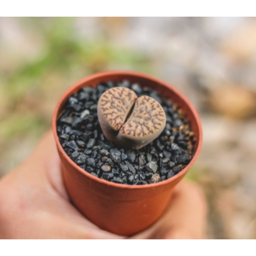 LITHOPS en maceta