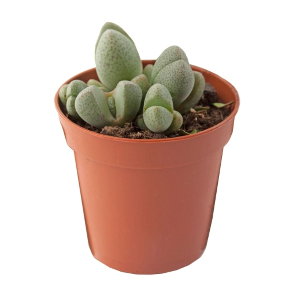 LITHOPS en maceta