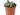 LITHOPS en maceta