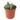 LITHOPS en maceta