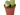 LITHOPS en maceta