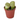 LITHOPS en maceta