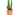 cactus maceta 5