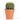 cactus maceta 5