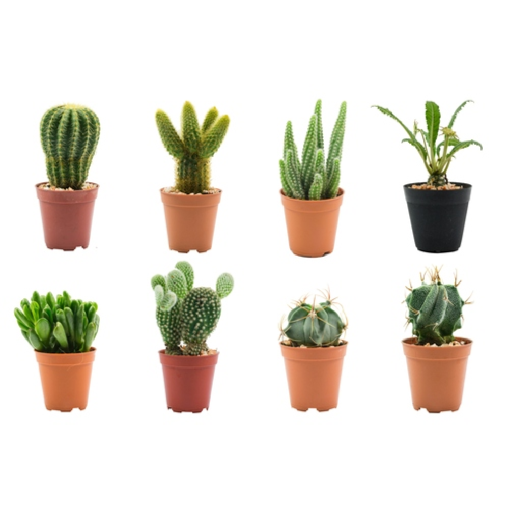 cactus maceta 5
