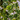 MATA COLGANTE ARTIFICIAL HIEDRA BLANCA/VERDE 120CM