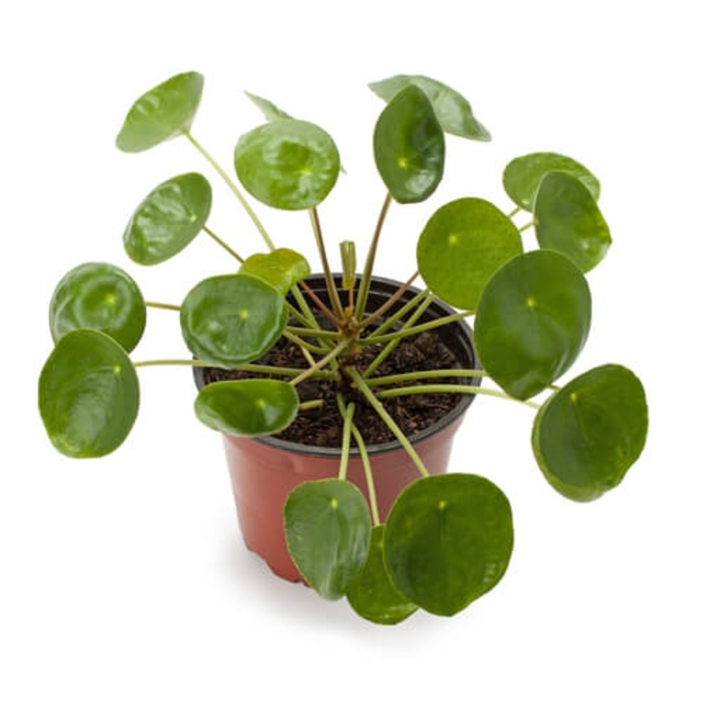 PILEA PEPEROMIOIDES MACETA 12CM