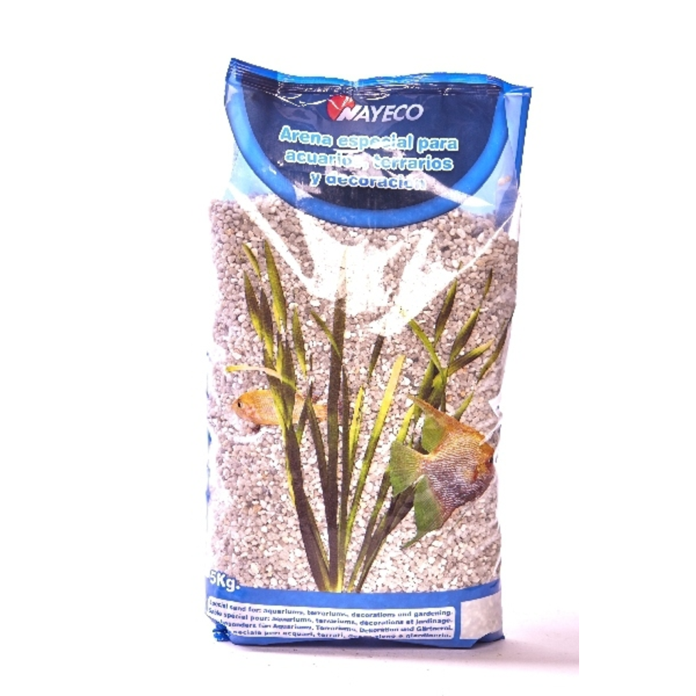 JazmÃ­n chino en maceta de 13 cm de diÃ¡metro. Planta trepadora de exterior
