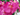 orquidea mini artificial color fucsia altura 25cm