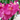 orquidea mini artificial color fucsia altura 25cm