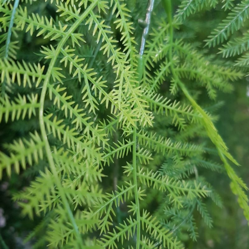 MATA ARTIFICIAL ASPARAGUS PLUMOSUS 80CM