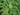 MATA ARTIFICIAL ASPARAGUS PLUMOSUS 80CM