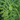 MATA ARTIFICIAL ASPARAGUS PLUMOSUS 80CM