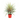 PALMERA YUCCA YEWELL Maceta 10 Litros