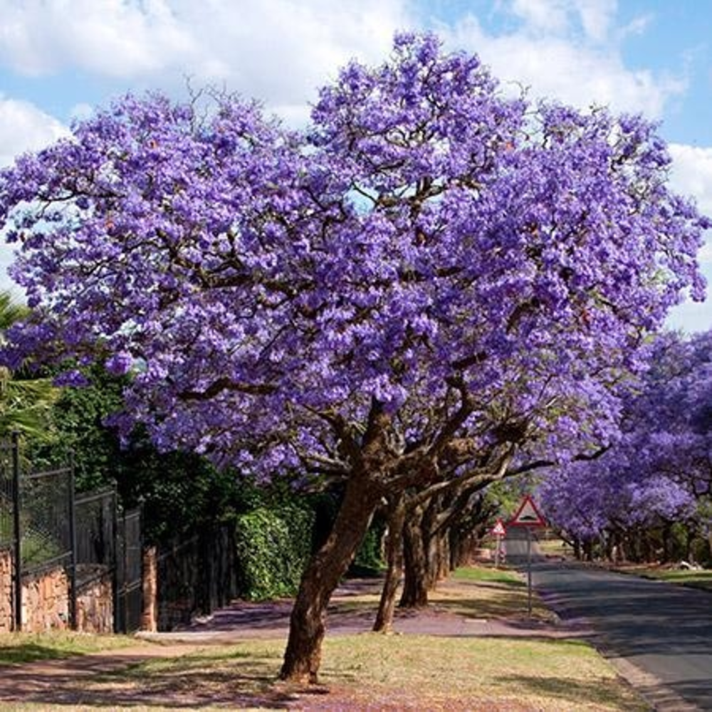 JACARANDA MACETA 10 LITROS