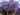 JACARANDA MACETA 10 LITROS