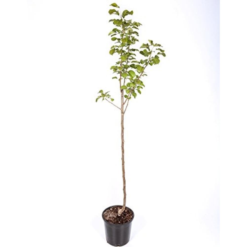 PERAL BLANQUILLA AGUA MACETA 10 LITROS