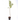 PERAL BLANQUILLA AGUA MACETA 10 LITROS