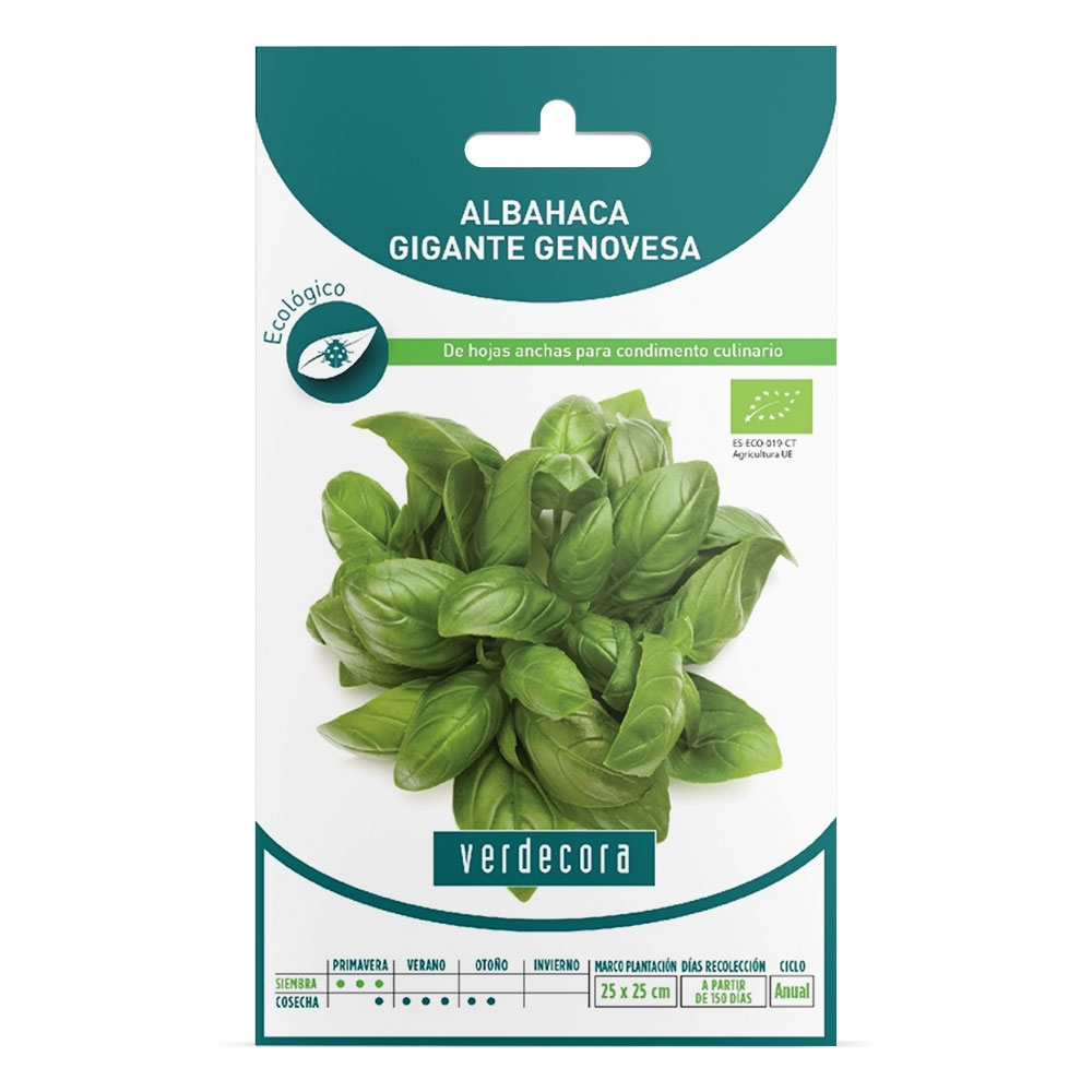 SEMILLAS ECOLOGICAS ALBAHAJA HOJA GRANDE VERDECORA