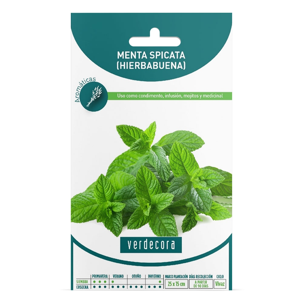 SEMILLAS HIERBABUENA VERDECORA