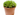 euphorbia cactus maceta 18cm