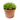 euphorbia cactus maceta 18cm